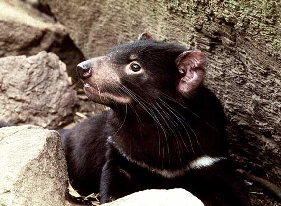  IGDA/Dani-Jeske     СУМЧАТЫЙ ДЬЯВОЛ – хищник, охотящийся по ночам на мышей, крыс, лягушек и крабов.