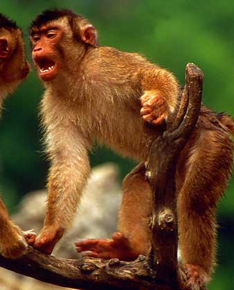  IGDA/Dani-Jeske     БЕСХВОСТЫЙ МАКАК – единственная обезьяна, обитающая в диком состоянии на европейском континенте (в Гибралтаре).
