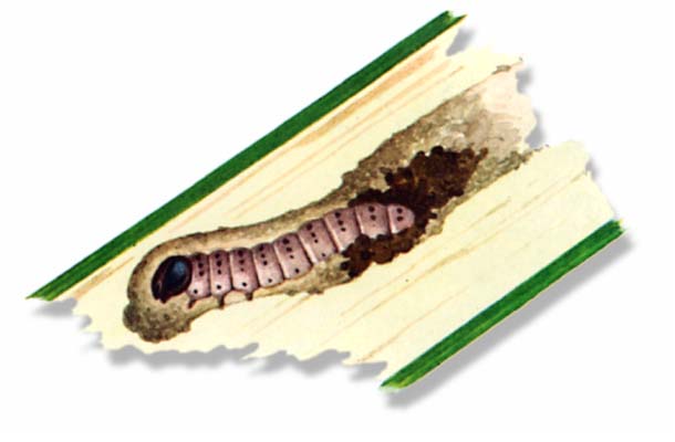 PYRAUSTA NUBILALIS (гусеница кукурузного мотылька)