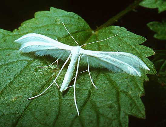  IGDA/M. Pizzirani     ПАЛЬЦЕКРЫЛКИ, например этот вид Pterophorus pentadactylus, отличаются от прочих бабочек своими продольными рассеченными бахромчатыми крыльями.