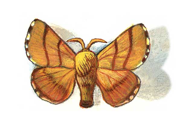  Atlas Edition's Artwork     MALACOSOMA DISSTRIA (коконопряд лесной кольчатый, самец)