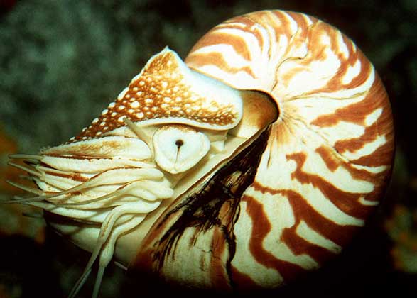  IGDA/Dani-Jeske     НАУТИЛУС имеет многокамерную раковину. Сам моллюск живет в самой крупной последней камере, открывающейся устьем.
