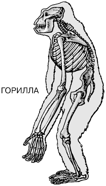 Кости в скелете млекопитающих соединяются между собой. Строение гориллы скелет. Позвоночник гориллы.