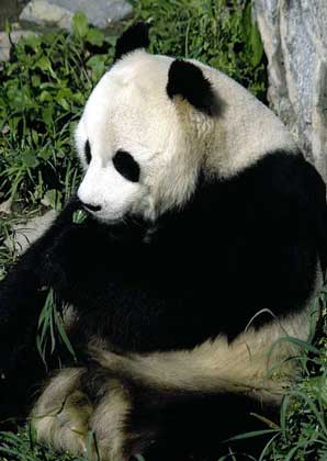  IGDA/A. Vergani     БОЛЬШАЯ ПАНДА – похожий на медведя зверь, населяющий густые бамбуковые леса в горах на западе Китая.