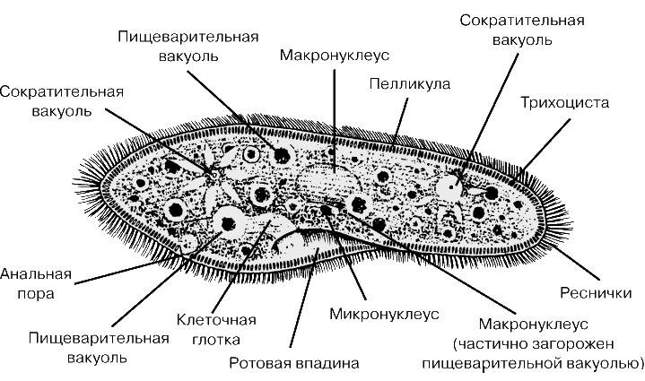 ПАРАМЕЦИЯ – микроскопический одноклеточный организм. Для вида Paramecium aurelia характерно наличие двух микронуклеусов.