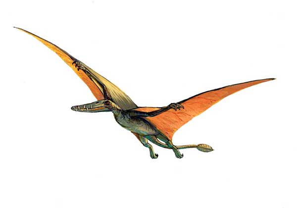  Atlas Edition's Artwork     РАМФОРИНХ (род Rhamphorpynchus) – один из ранних птерозавров.