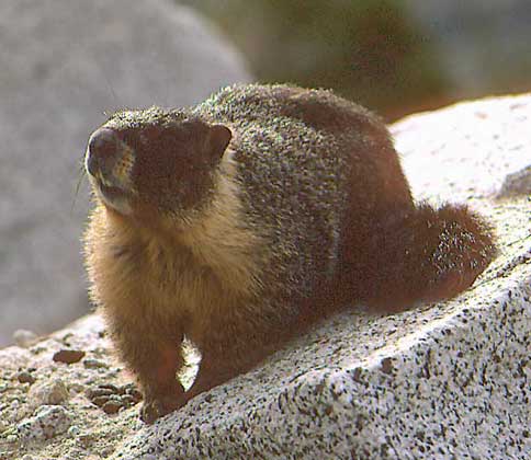  IGDA/G. Sioen     СЕДОЙ СУРОК (Marmota caligata) обитает в Скалистых горах и известен местным жителям прежде всего своим пронзительным свистом – своеобразным сигналом тревоги.