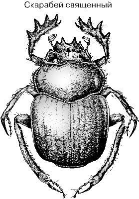 СКАРАБЕЙ СВЯЩЕННЫЙ – крупный средиземноморский жук с характерным металлическим блеском черного тела.