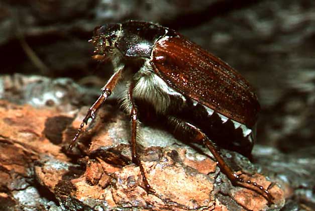 МАЙСКИЙ ХРУЩ (Melolontha melolontha), больше известный как майский жук.       IGDA/A. Calegari