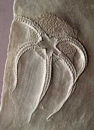  IGDA     ИСКОПАЕМЫЙ ОСТАТОК ЗМЕЕХВОСТКИ, или офиуры (тип иглокожие), девонского возраста (408–360 млн. лет назад).