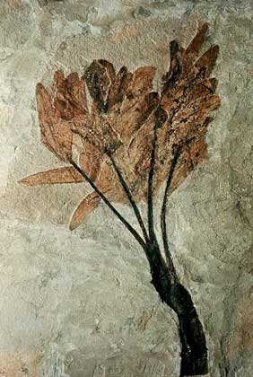  IGDA/C. Bevilacqua     ИСКОПАЕМЫЙ ОСТАТОК РАСТЕНИЯ эоценовой эпохи (40–58 млн. лет назад).