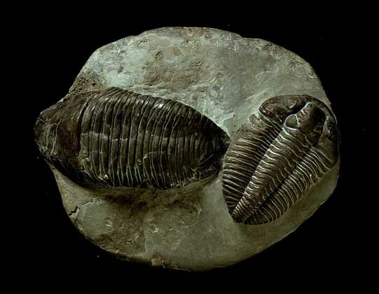  IGDA/G. Nimatallah     ИСКОПАЕМЫЕ ОСТАТКИ ТРИЛОБИТОВ – примитивных членистоногих с трехраздельным телом. Эти животные населяли моря в кембрийское и ордовикское время (570–430 млн. лет назад), а затем вымерли.