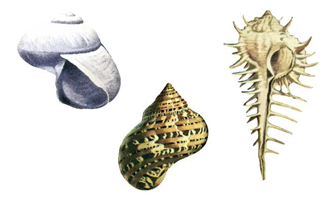 РАКОВИНЫ МОЛЛЮСКОВ. (Слева направо) Janthina janthina, Turbo petholatus, Murex cabriti