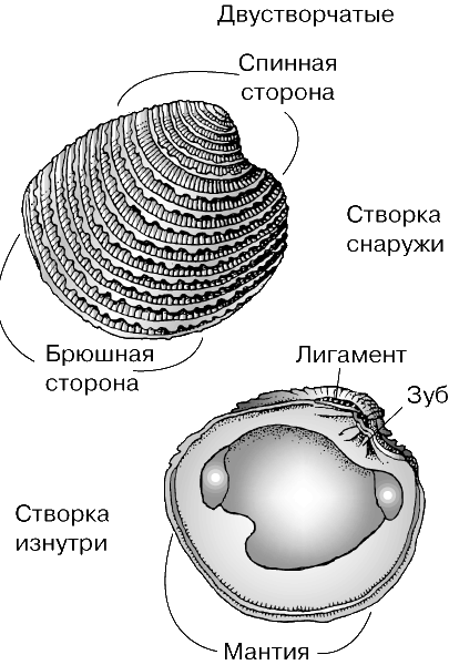 Раковина в виде башенки у моллюсков