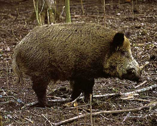  IGDA/W. Buss     КАБАН, или дикая свинья, – свирепое и умное лесное животное. Основу его рациона составляют корни, клубни, земляные черви и живущие в почве личинки насекомых.