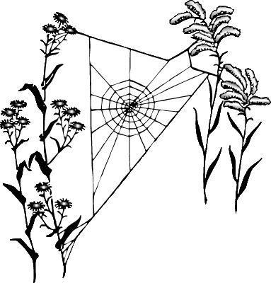 ПЛЕТЕНИЕ СЕТИ ПАУКОМ. Начав около центра, паук движется по спирали к периферии, оставляя за собой широкие витки неклейкой нити. Она будет служить своего рода временными строительными лесами.