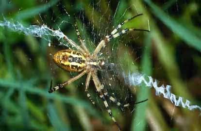  IGDA/F. Bertola     ПАУКИ – представители класса Arachnoidea – известны сложно устроенными сетями, которые многие их виды плетут из шелкоподобных нитей паутины, представляющих собой застывший на воздухе секрет паутинных желез в задней части брюшка. На снимке изображен паук Argiope bruennichi из группы так называемых кругопрядов. Этот обычный в Южной Европе вид, расцветкой напоминающий осу, плетет ловчие тенета, по форме похожие на тележное колесо.