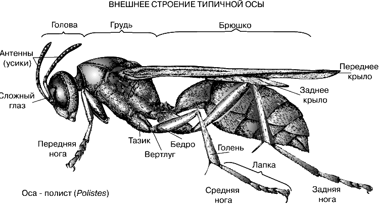 Отделы тела пчелы медоносной. Строение перепончатокрылых насекомых. Перепончатокрылые муравьи строение. Строение шершня обыкновенного. Шершень обыкновенный внешнее строение.