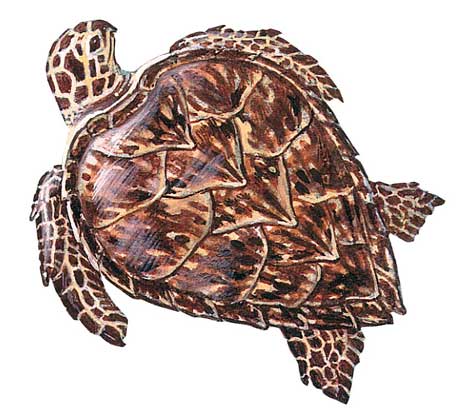  Atlas Edition's Artwork     БИССА (Eretmochelys imbriata), или настоящая каретта, морская черепаха.