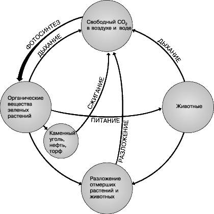 ЦИКЛОМ УГЛЕРОДА называют круговорот этого элемента между живыми организмами и неорганической средой. На схеме показаны основные процессы цикла.