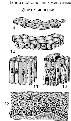 ЭПИТЕЛИАЛЬНАЯ ТКАНЬ. Различают плоский (9), кубический (10), цилиндрический (11) и многорядный (12) эпителий; последний только выглядит многослойным, и в данном случае его поверхность частично покрыта волосовидными ресничками. У человека поверхность кожи состоит из многослойного плоского эпителия (13).