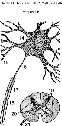 НЕРВНАЯ ТКАНЬ. Главный компонент нервной ткани – нервная клетка, или нейрон (14), от которой отходят ветвящиеся отростки, или дендриты (15), и обычно один длинный отросток – аксон (16), покрытый миелиновой оболочкой (17). На аксоне имеются суженные участки, называемые перехватами Ранвье (18). Внизу справа – спинной мозг в поперечном сечении; показано белое вещество спинного мозга (19), погруженное в особый тип опорной ткани – нейроглию, и серое вещество (20), состоящее из тел нервных клеток, тоже окруженных нейроглией. Аксоны соединяются в толстые пучки (21), образуя нервные волокна, отходящие от спинного мозга и тянущиеся к разным частям тела.