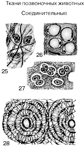 СОЕДИНИТЕЛЬНАЯ ТКАНЬ. Волокнистая соединительная ткань состоит из фиброцитов и расположенных между ними волокон или пучков (25), жировая – из жировых клеток, содержащих крупные жировые включения (26), которые оттесняют все содержимое клеток на периферию; гиалиновый хрящ (27) образован клетками, вырабатывающими вокруг себя основное вещество, или матрикс. На поперечном срезе костной ткани (28) можно видеть структурные элементы кости – гаверсовы каналы (один целиком и половину второго); костные клетки с отходящими от них отростками расположены вокруг центрального канала (не путать в полостью, в которой расположен костный мозг!), через который проходят кровеносные сосуды и нервные волокна.