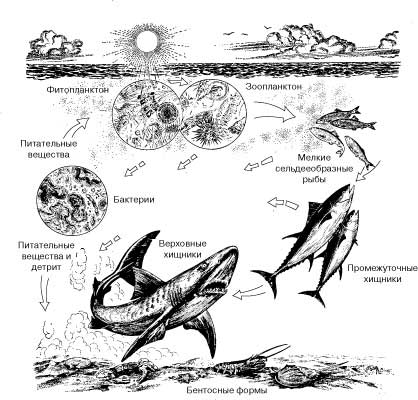 МОРСКИЕ ПИЩЕВЫЕ ЦЕПИ представлены многими сложными взаимосвязями между организмами. Приведенный на рисунке вариант такой цепи сильно упрощен, однако он демонстрирует основные ее звенья. К главным морским продуцентам относится фитопланктон, т.е. крошечные дрейфующие водоросли, использующие солнечную энергию для фотосинтеза. Фитопланктоном питаются креветки, веслоногие рачки и другие зоопланктонные организмы, а иногда и живущие на дне фильтраторы. Это первичные консументы. Мелкие рыбы (например, сельдь), усатые киты и многие ракообразные поедают как фито-, так и зоопланктон. В последнем случае они выступают как вторичные консументы. На мелких рыб охотятся средние по размеру хищники, например тунцы и луфари (консументы третьего порядка), которые сами становятся жертвами акул, барракуд и других хищников. Тела умерших организмов разлагаются бактериями (редуцентами). В процессе этого разложения в воду попадают питательные вещества, в частности простые сахара, аминокислоты и белки, которые служат пищей для планктона; кроме того, органические частицы в составе детрита оседают на дно и становятся кормом для многих бентосных видов; некоторые донные черви способны поглощать из воды растворенные питательные вещества через кожу. Многие другие обитатели дна, в частности крабы и морские звезды, являются падальщиками и хищниками.