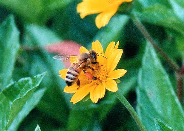  Peter Chew, http://www.geocities.com/pchew_brisbane     БЕЙТСОВСКАЯ МИМИКРИЯ. Муха выглядит похожей на пчелу, тем самым защищая себя от птиц