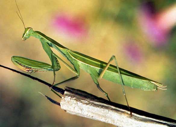  IGDA     БОГОМОЛ – необычный с виду представитель насекомых. Подкарауливая жертву, он поднимает первую пару ног (она у него ловчая), как бы в молитве.