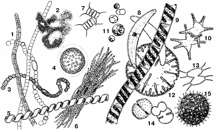 ОЗЕРНЫЙ ПЛАНКТОН. Синезеленые водоросли: 1 – Oscillatoria, 2 – Microcystis aeruginosa, 3 – Anabaena, 4 – Coelosphaerium, 5 – Spirulina, 6 – Aphanizomenon flos-aquae.Зеленые водоросли: 7 – Scenedesmus, 8 – Closterium, 9 – Spirogyra, 10 – Staurastrum, 11 – Chlorella, 12 – Micrasterias, 13 – Xanthidium, 14 – Cosmarium, 15 – Pediastrum.