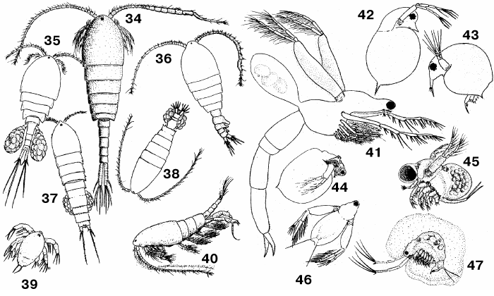 ОЗЕРНЫЙ ПЛАНКТОН. Веслоногие рачки: 34 – Limnocalanus macrurus, самец; 35 – Eucyclops serratulus, самка; 36 – Epischura lacustris, самец; 37 – Canthocamptus, самка; 38 – Diaptomus siciloides, самка; 39 – Diaptomus siciloides, личинка; 40 – Senecella calanoides, самец.Ветвистоусые рачки: 41 – Leptodora kindtii, 42 – Daphnia rosea, 43 – Bosmina longirostris, 44 – Ceriodaphnia lacustris, 45 – Polyphemus pediculus, 46 – Diaphanosoma, 47 – Holopedium gibberum.