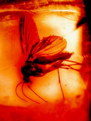  IGDA/C. Bevilacqua     ЯНТАРЬ, содержащий сохранившийся экземпляр насекомого.