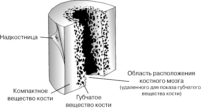 ОТРЕЗОК КОСТИ. Костная ткань – это твердая структура, из которой построен скелет почти всех позвоночных. С гистологической точки зрения ее можно рассматривать как плотную, или оформленную, соединительную ткань. Костная ткань человека на 31% состоит из органического вещества. Неорганическая часть представляет собой сложный минерал, содержащий главным образом (58%) фосфат кальция, а также фторид кальция, фосфат магния и хлорид натрия.Твердая часть кости называется компактной тканью. Снаружи кость покрыта мягкой волокнистой оболочкой – надкостницей. Компактная ткань окружает губчатую ткань кости, имеющую ячеистую структуру. Во внутреннем пространстве длинных костей (в губчатой ткани и костномозговой полости) находится костный мозг, продуцирующий кровяные клетки. Поперечный (вверху) и продольный (слева) срезы показывают строение компактной части кости. Гаверсовы каналы, расположенные в продольном направлении, содержат кровеносные сосуды, некоторое количество соединительной ткани и нервные волокна. Вокруг гаверсовых каналов в виде концентрических колец лежат полости (лакуны), содержащие ветвящиеся нервные клетки. На срезе видны также канальцы – маленькие протоки для поступления питательных веществ в костные клетки.