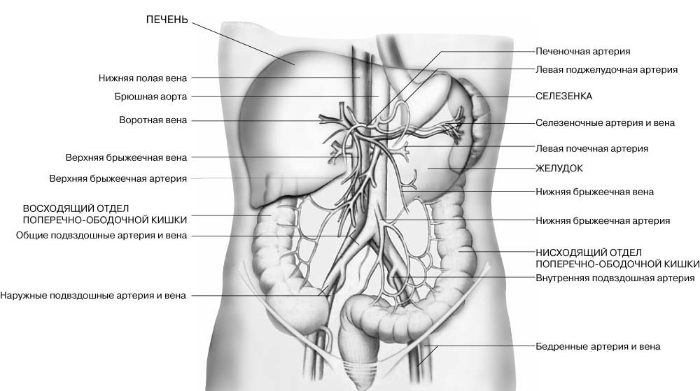 Фото Схема Органов Брюшной Полости