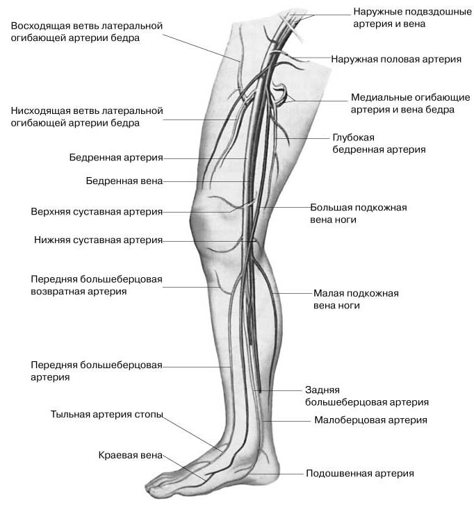 Берцовая вена где находится