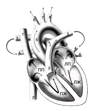 РАБОТА СЕРДЦА. Сердце представляет собой компактный четырехкамерный орган, который на протяжении всей жизни неутомимо прокачивает по всему телу кровь и тем самым обеспечивает жизнь организма. Кровь попадает в правое предсердие по двум крупным венам – верхней полой вене (1), приносящей кровь от верхней половины тела, и нижней полой вене (2), дренирующей нижнюю половину тела. Из правого предсердия кровь течет в правый желудочек и быстро нагнетается через легочные артерии (3) в легкие, где насыщается кислородом. Возвращаясь по легочным венам (4) в левое предсердие, насыщенная кислородом кровь попадает оттуда в мощный левый желудочек, сильные сокращения которого проталкивают ее через самый крупный сосуд, аорту (5), к тканям организма. Главными ветвями аорты, снабжающими кровью верхнюю половину тела, являются безымянная артерия (6), левая общая сонная артерия (7) и левая подключичная артерия (8). Кровь к нижней половине тела направляется по нисходящей аорте. ПП, ЛП – правое предсердие, левое предсердие; ПЖ, ЛЖ – правый желудочек, левый желудочек.