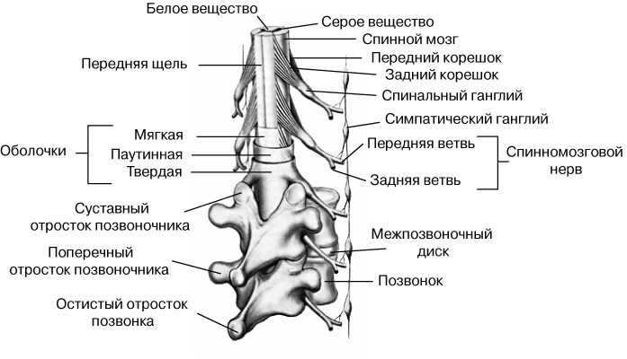 Нервы позвонков