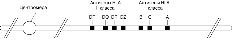 ГЛАВНЫЙ КОМПЛЕКС гистосовместимости у человека (6-я хромосома).