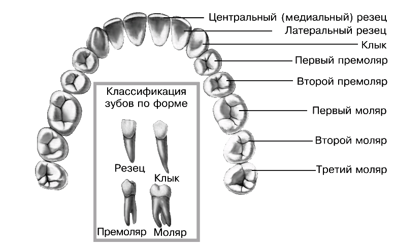 Коренной зуб в челюсти. Классификация зубов моляры премоляры. Моляры премоляры резцы схема. Резцы клыки премоляры моляры анатомия. Строение коренных зубов верхней челюсти.