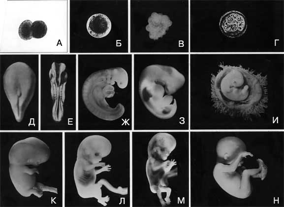 РАЗВИТИЕ ЧЕЛОВЕЧЕСКОГО ЭМБРИОНА. Человеческий эмбрион развивается из оплодотворенной яйцеклетки, которая после нескольких делений образует бластулу (от А до Г). При дальнейшем развитии (Д и Е) начинает формироваться центральная нервная система (Ж и З). Появляется временный хвост, развивающиеся сердце и печень образуют выпячивания на животе, формируются короткие зачатки конечностей эмбриона, показанного в зародышевом мешке (И). К концу восьмой недели (К) имеются все основные органы, хотя и не в окончательно сформированном виде. В последующие месяцы (от Л до Н) эти органы завершат свое развитие, и плод постепенно станет достаточно зрелым для того, чтобы новорожденный мог существовать самостоятельно.