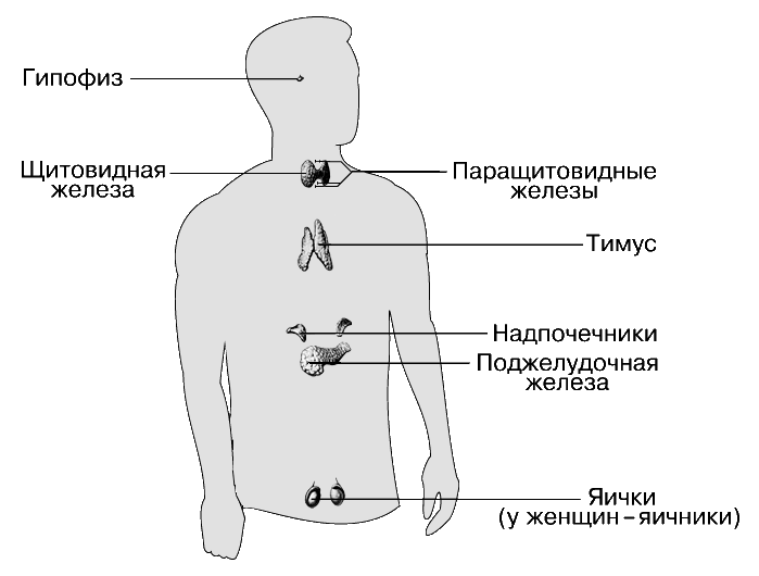 Где Находятся Надпочечники У Человека Фото