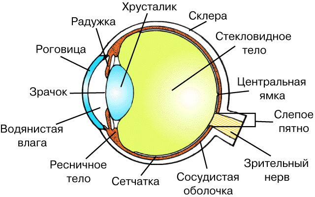 Строение Глаза Фото