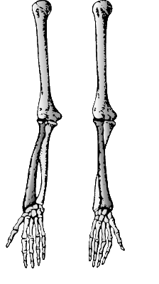 ЦИЛИНДРИЧЕСКИЙ СУСТАВ (показан в двух положениях) расположен в месте сочленения костей предплечья.