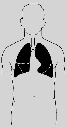 МЕХАНИКА ДЫХАНИЯ. Процесс дыхания включает две фазы: вдох и выдох. Обе протекают при участии дыхательных мышц; важнейшая из них – диафрагма, тонкая мышца, расположенная под легкими и отделяющая грудную полость от брюшной. В расслабленном состоянии диафрагма напоминает купол. При вдохе она сокращается и принимает более плоскую форму, за счет чего объем грудной полости возрастает и воздух засасывается в легкие. При выдохе диафрагма возвращается в расслабленное состояние и вновь принимает куполообразную форму; при этом воздух выталкивается из легких. В глубоком дыхании помимо диафрагмы принимают участие межреберные мышцы. При вдохе они изменяют положение ребер, поднимая их и еще больше увеличивая объем грудной полости. При выдохе межреберные мышцы перемещают ребра вниз, выталкивая воздух из легких с большей силой, чем это способна сделать одна диафрагма. При очень интенсивном дыхании работают также мышцы плеч и шеи: с их помощью ребра поднимаются еще выше, а легкие засасывают больше воздуха.