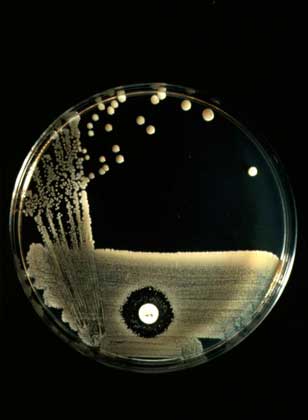ПЕНИЦИЛЛИН (белая точка). Видно его угнетающее влияние (темное кольцо) на рост колонии стафилококков (полосы). PHOTO RESEARCHERS, © John Durham