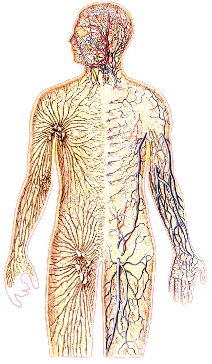РИС. А. На данном рисунке показаны структуры, находящиеся непосредственно под кожей, вид спереди. На левой половине тела изображена лимфатическая сеть. На правой – артериальная сеть (красным) и венозная сеть (синим), а также некоторые наиболее крупные из близких к поверхности нервов (белым). Подкожные артерии и вены обрезаны в тех местах, где они направляются в глубь тела. Для головы также показаны лимфатическая, артериальная и венозная сети.