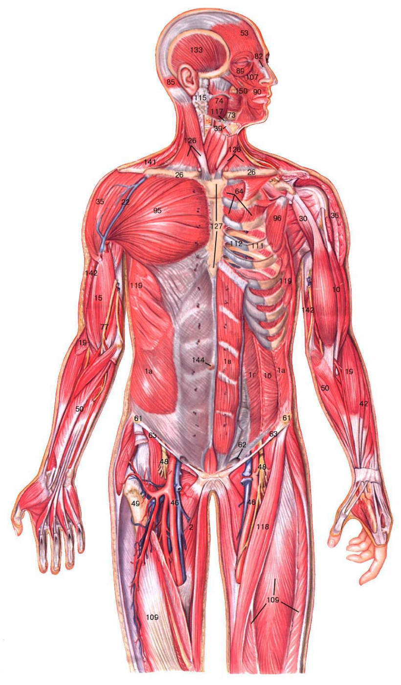 Где Находятся Мышцы У Человека Фото