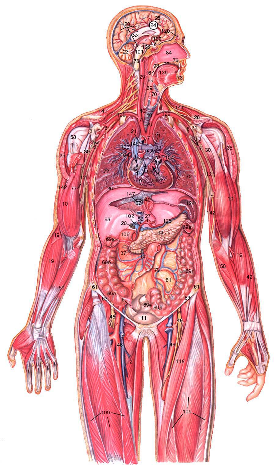 Анатомия Человека Расположение Органов Фото