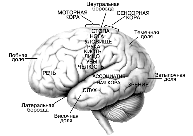 Реферат: Головной мозг человека